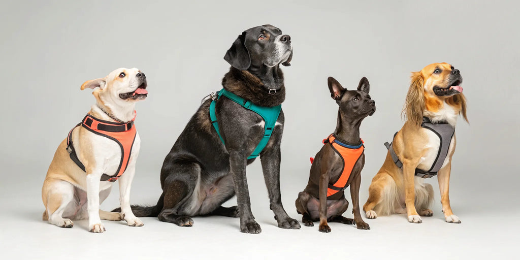 5 Best Dog Harnesses for Every Type of Dog