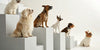 A Guide to the Most Popular Small Dog Breeds
