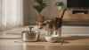 Cat Water Fountain vs Bowl: Which Is Right for Your Cat?
