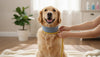 Dog Collar Size Chart and Fit Guide