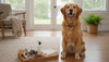 Dog Grooming Kit Essentials for Easy Home Care
