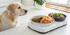 How to Choose the Best Senior Dog Food
