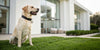 Is a Dog Perimeter Collar Right for Your Dog?
