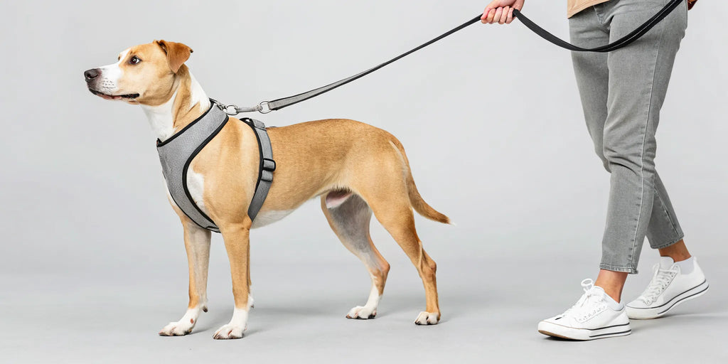 No Pull Dog Harness Front Clip: How It Works