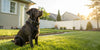 The Ultimate Dog Perimeter Collar Buyer's Guide