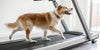 The Ultimate Dog Treadmill Guide for Pet Owners