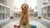 Toys for Aggressive Chewers: Safe Buyer Guide