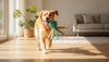 Why Do Dogs Like Squeaky Toys? Safe Play Guide