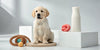 Your Guide to the Safest Puppy Chew Toys